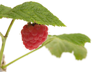 Image showing Raspberry-cane.