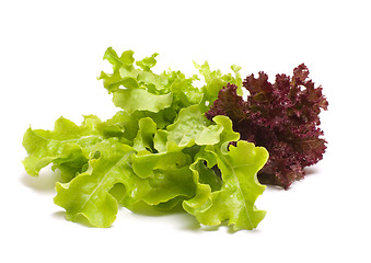 Image showing Lettuce.