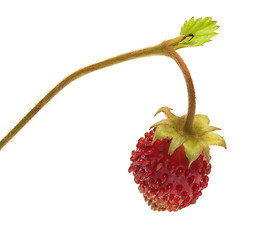 Image showing Strawberries.