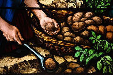 Image showing Potato harvest