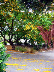 Image showing Fall in Brisbane. Australia