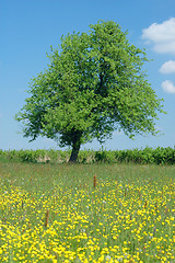 Image showing Spring Landscape