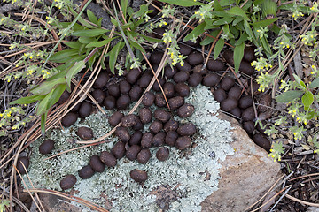 Image showing mule deer droppings