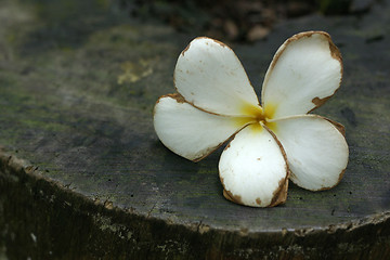 Image showing white flower