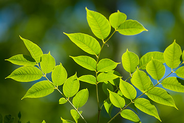 Image showing Green leaves