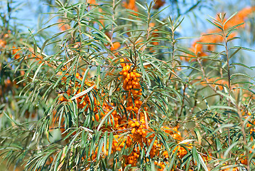 Image showing sea-buckthorn