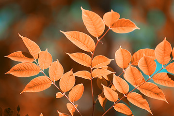 Image showing autumn leaves