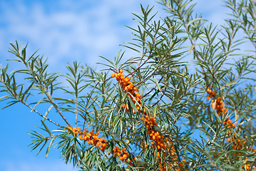 Image showing sea-buckthorn