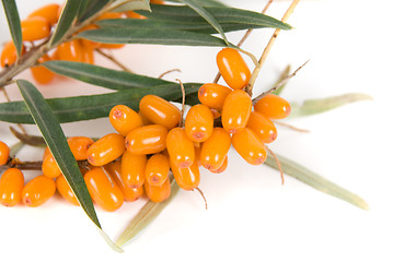 Image showing sea-buckthorn