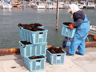 Image showing Seaweed harvest