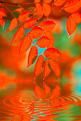 Image showing autumn leaves