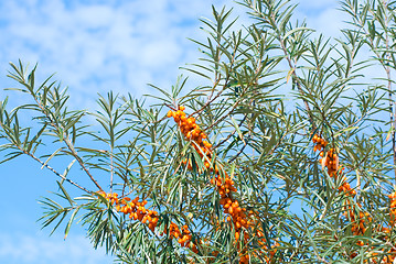 Image showing sea-buckthorn