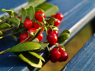 Image showing detail of lingonberries