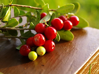 Image showing detail of lingonberries