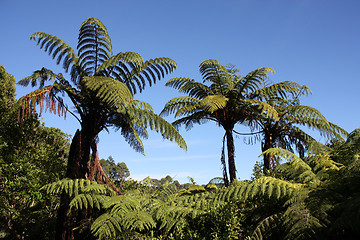 Image showing New Zealand