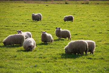 Image showing Icelandic Sheep