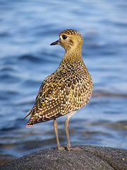 Image showing Pluvialis apricaria