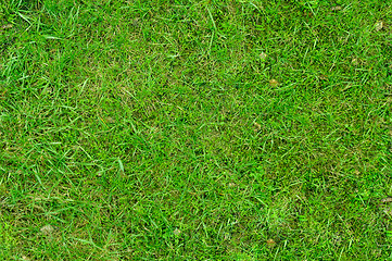 Image showing Grass 3
