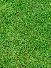 Image showing Grass 4