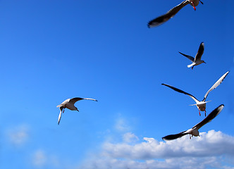 Image showing  Some birds flying over the blue cloudy sky.In the upper left part you can insert a message suggesting a flying message