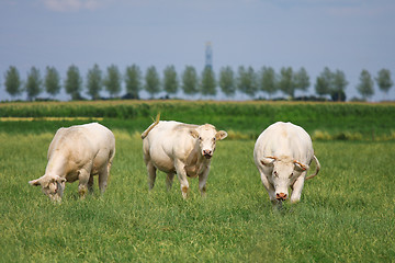 Image showing White bulls in a green field