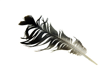 Image showing Feather