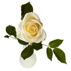 Image showing White rose isolated on white background