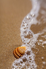 Image showing Shell in the sand