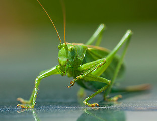 Image showing Portrait of a green grasshopper, which cleans paws. Ð—Ð°Ð³Ð¾Ð»Ð¾