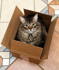 Image showing Cat sitting in a cardboard box