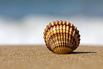 Image showing Shell in the sand