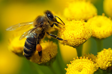 Image showing A bee on a flower