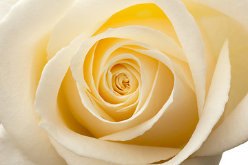 Image showing Glow inside the white roses. Macro