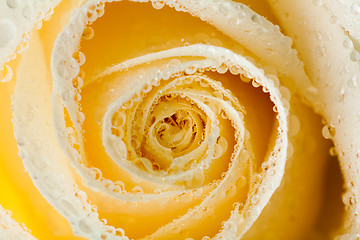 Image showing Close-up of white roses with dew drops