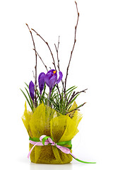 Image showing Bouquet of spring crocuses in a decorative box