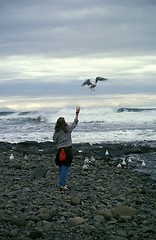 Image showing Seagulls