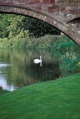 Image showing Swan Lake