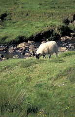 Image showing Sheep grazing