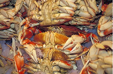 Image showing Crabs