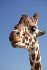 Image showing Giraffe