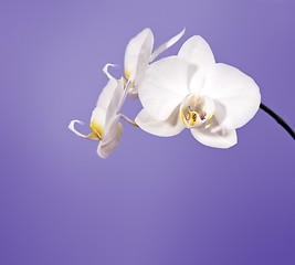 Image showing orchid