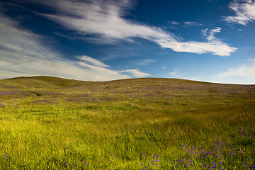 Image showing Green meadow