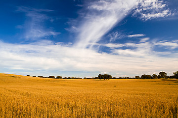 Image showing Yellow wheat field