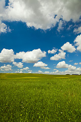 Image showing Green meadow