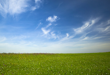 Image showing Green meadow