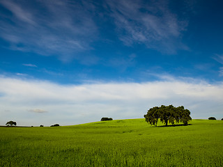 Image showing Green meadow