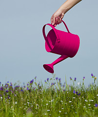 Image showing Watering the flowers