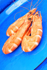 Image showing Three shrimps over blue