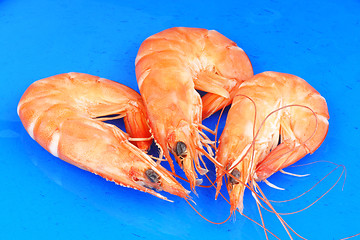 Image showing Three shrimps over blue