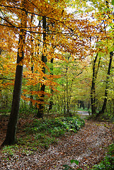 Image showing Autumn forest path